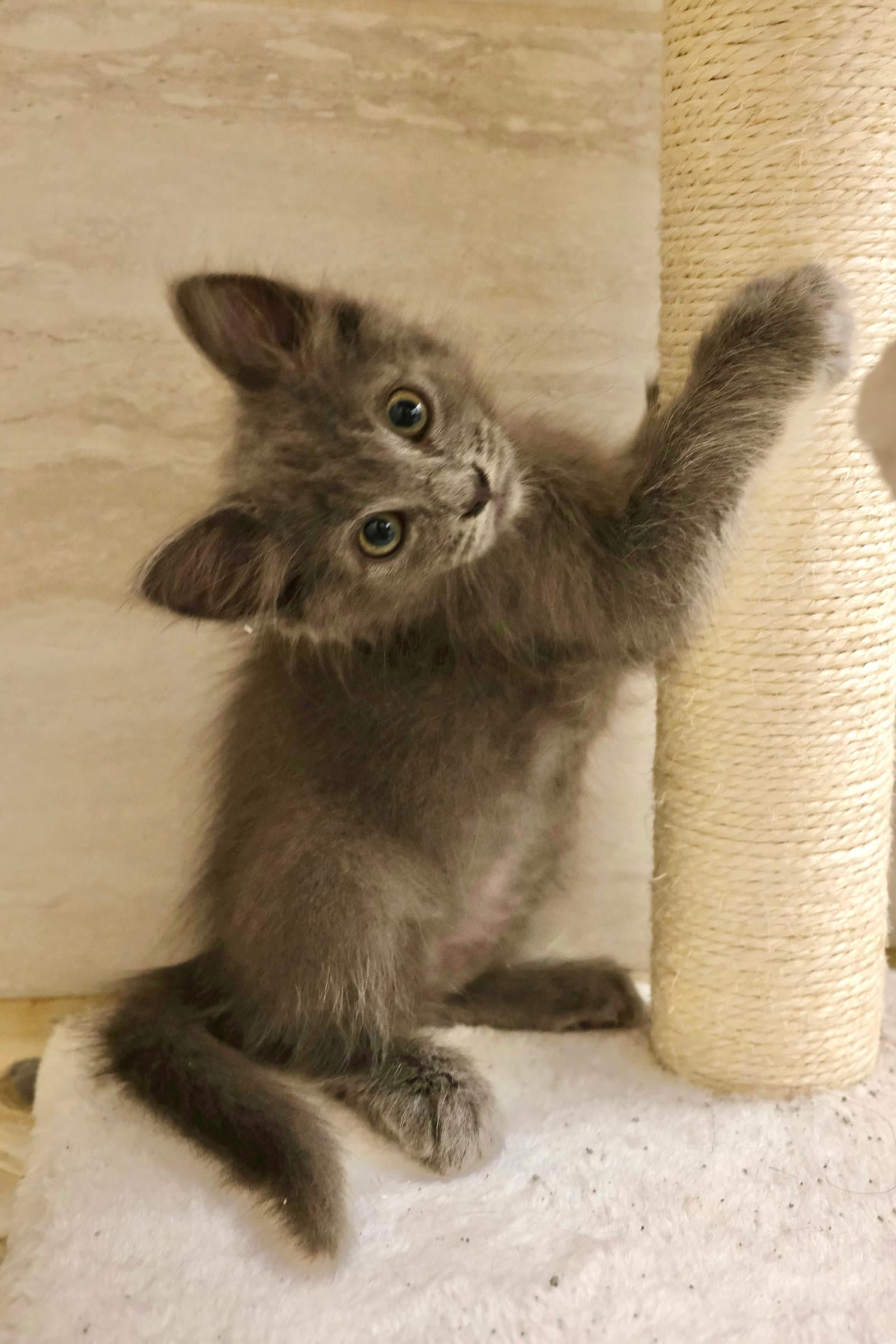Peet - Russian Blue