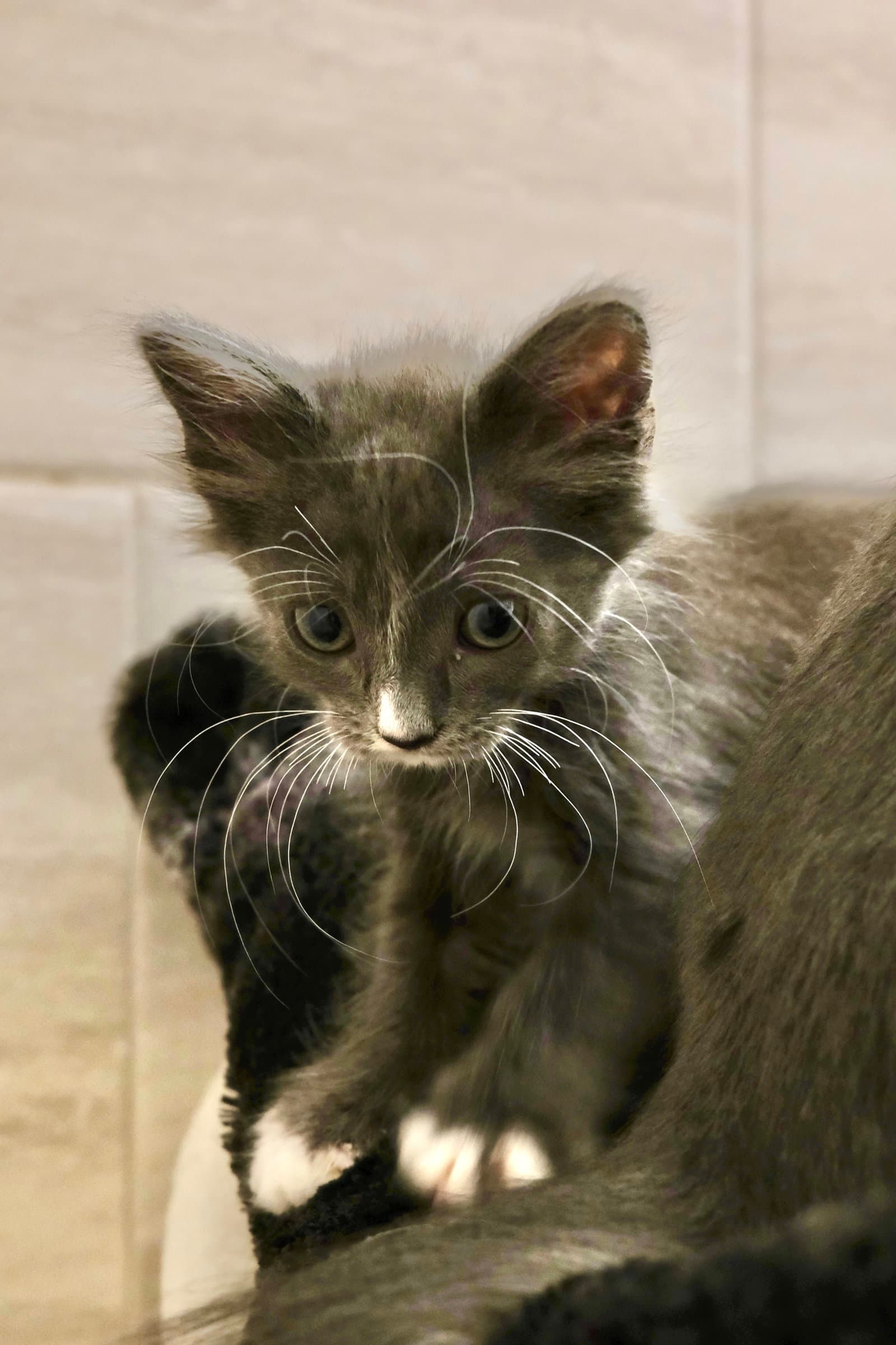 Bauer - Russian Blue