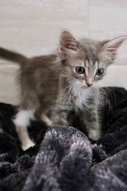 Simba image 1
