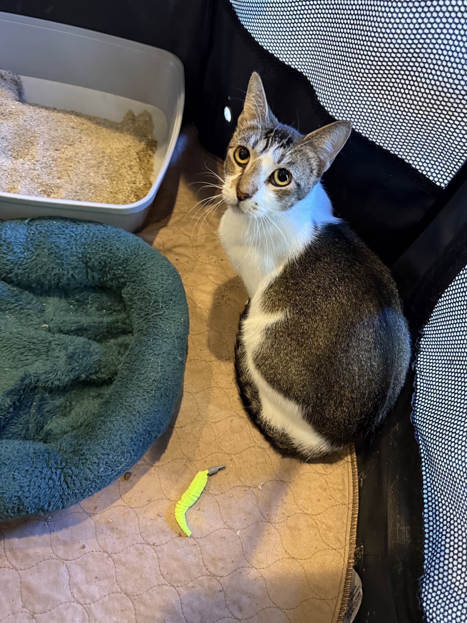 Daisy - Domestic Short Hair