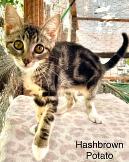 Hashbrown Potato image 1