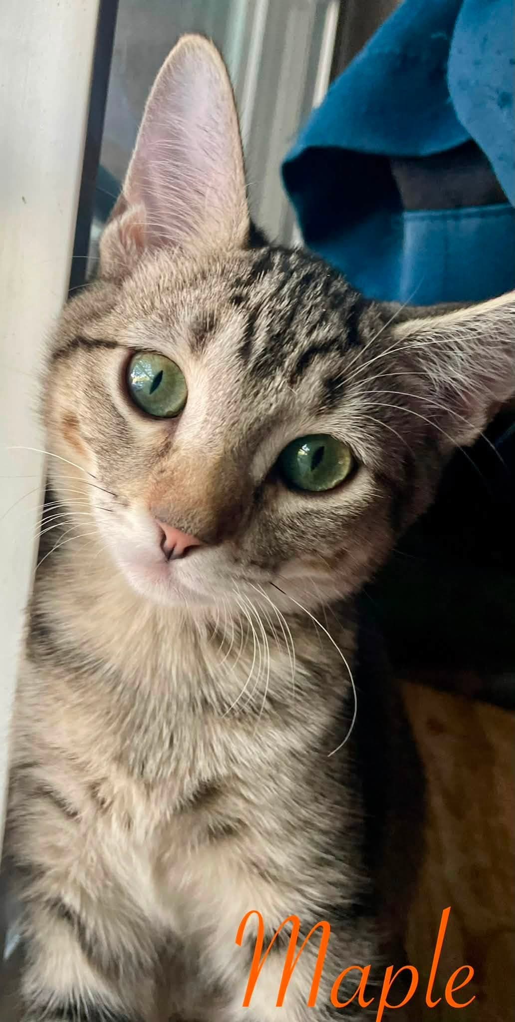 Maple Syrup - Tabby