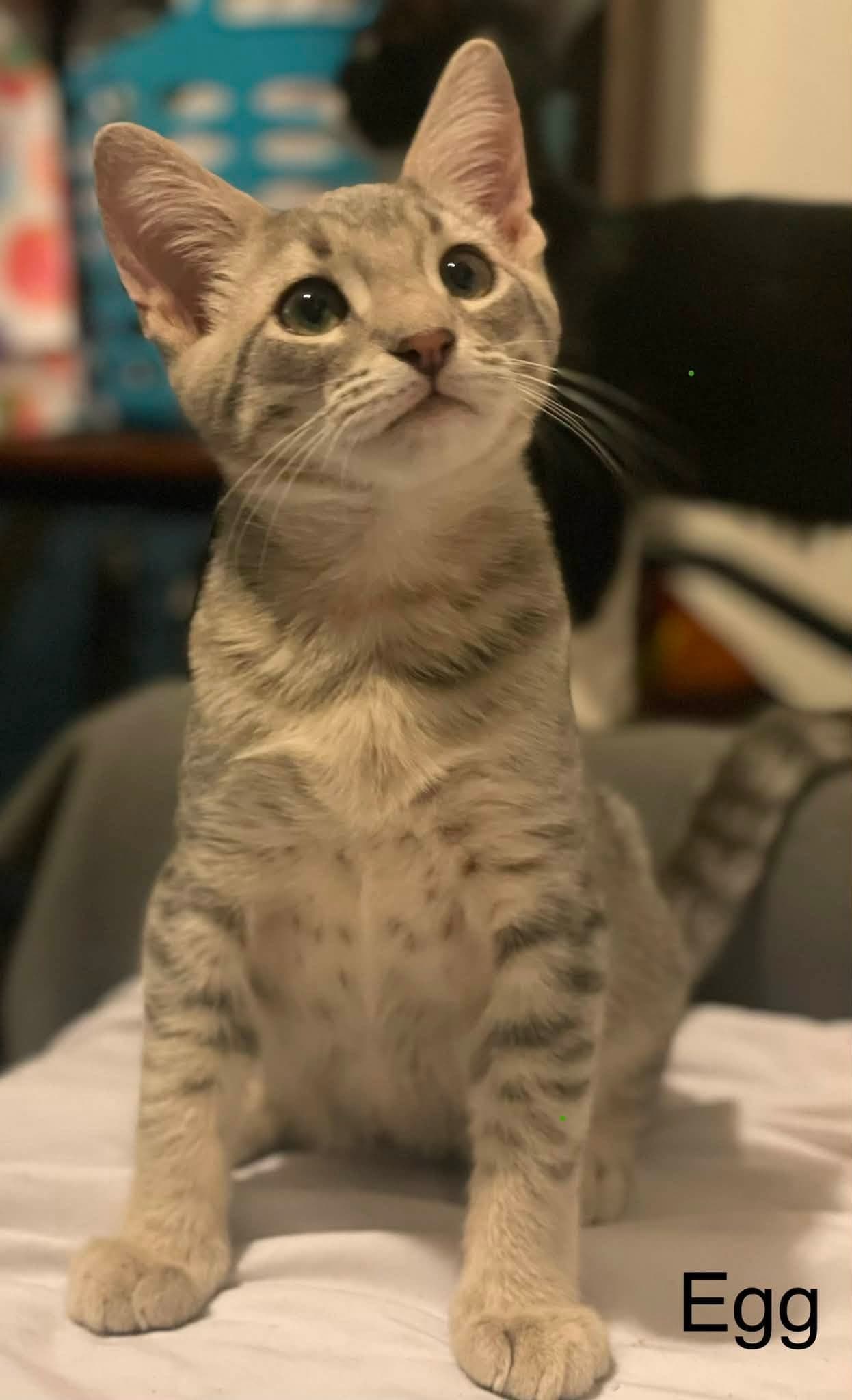 Egg Benedict - Tabby