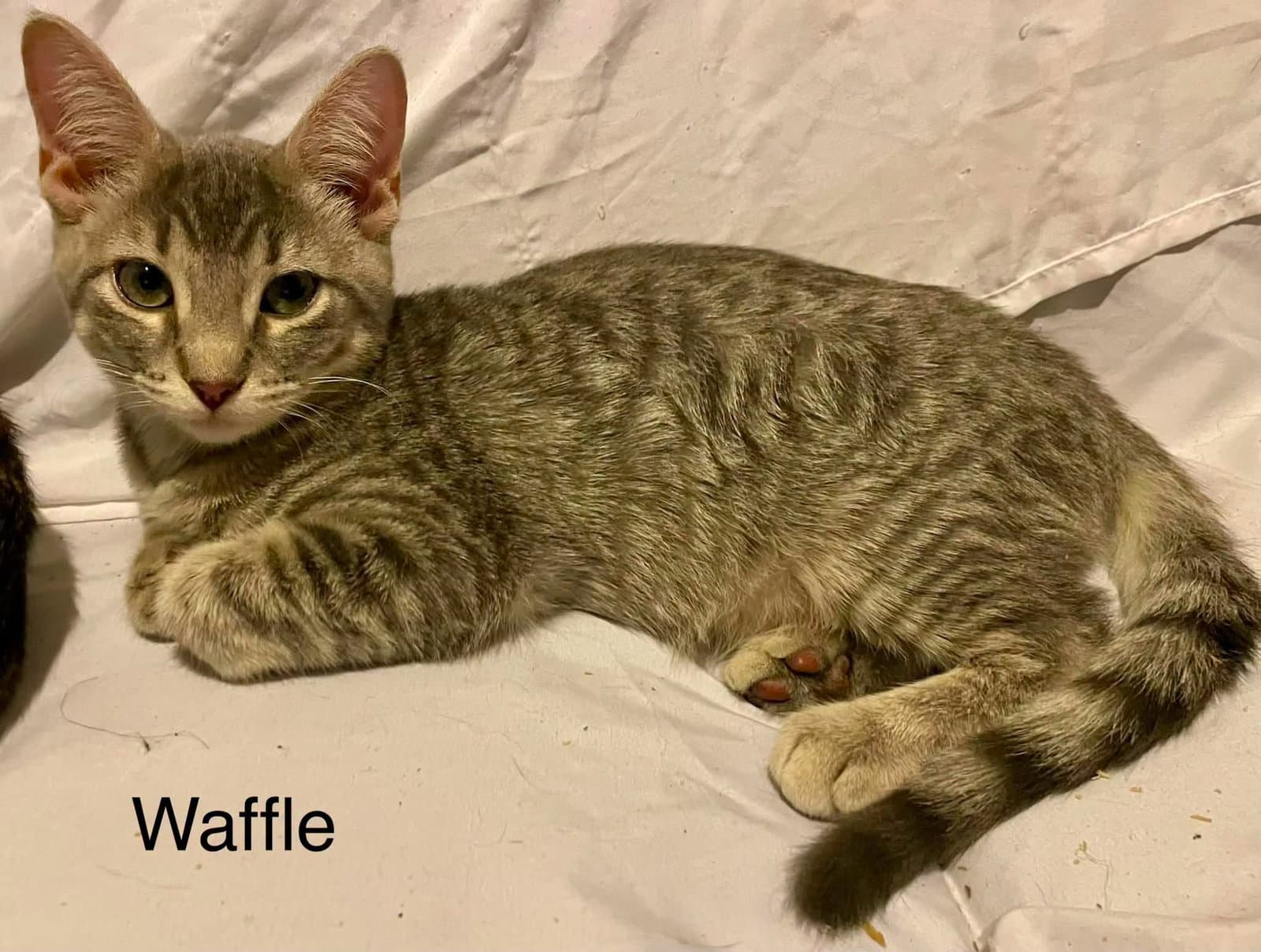Belgian Waffle - Tabby