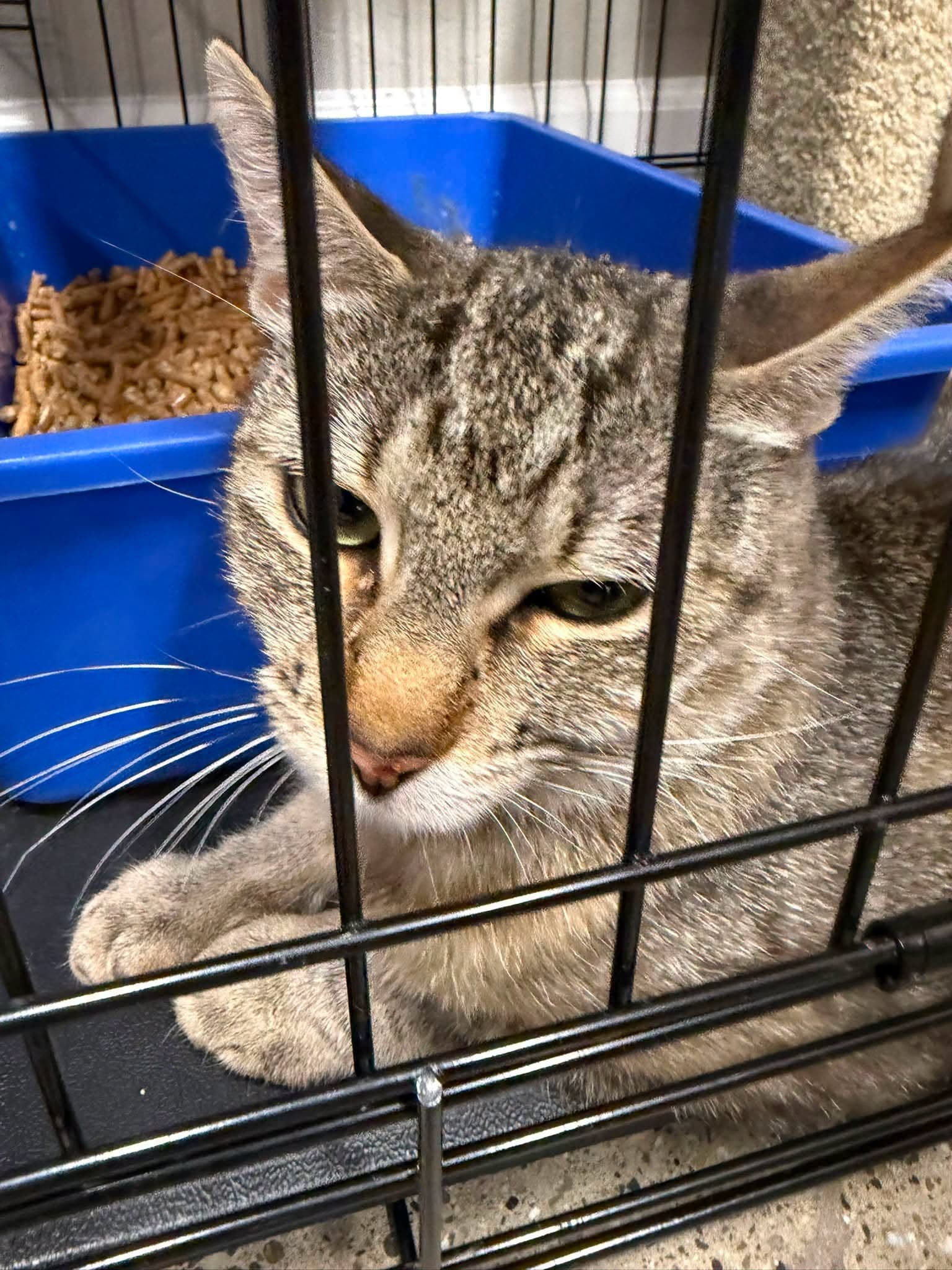 Natalie - Tabby
