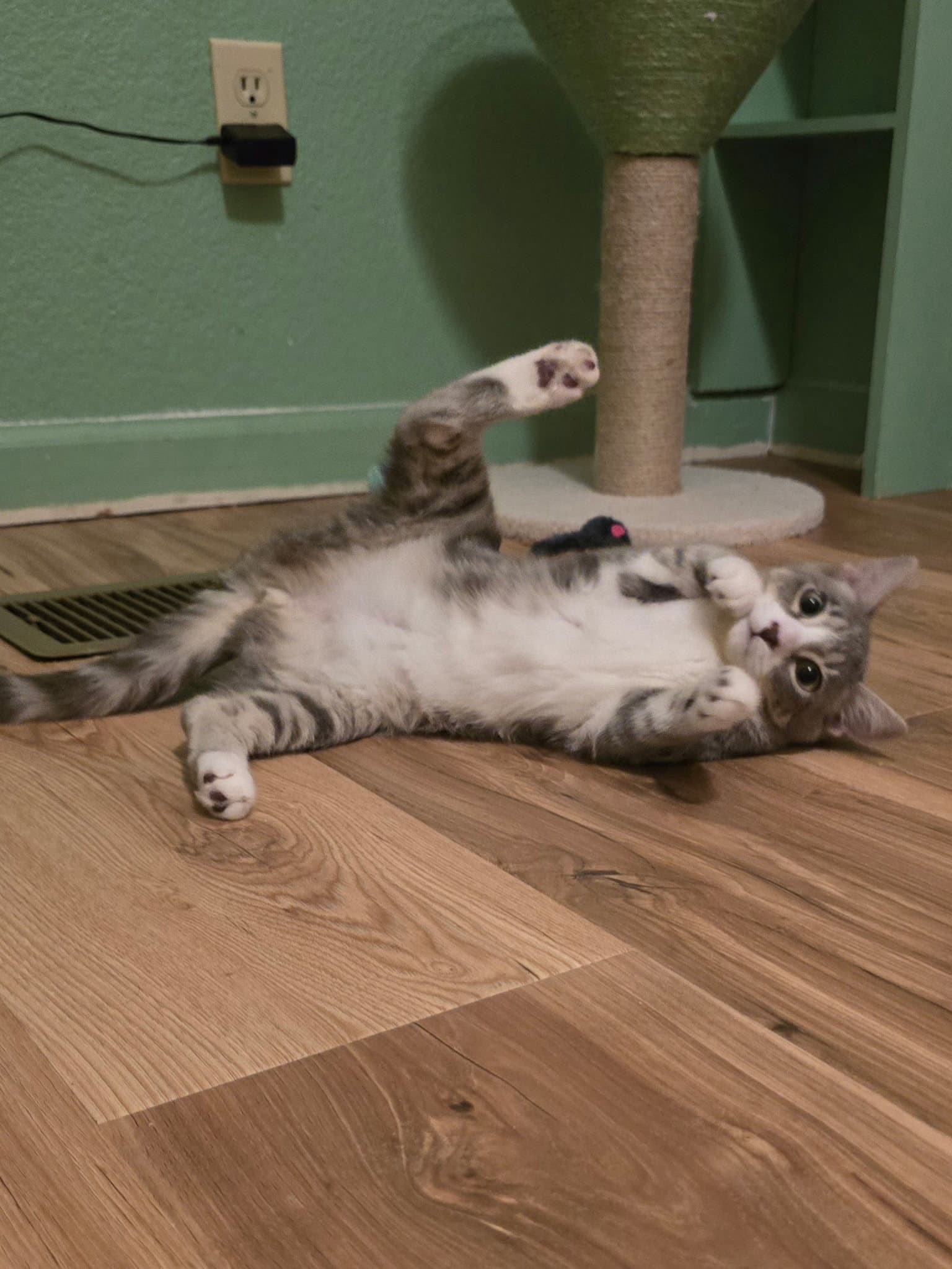Xena - Domestic Medium Hair