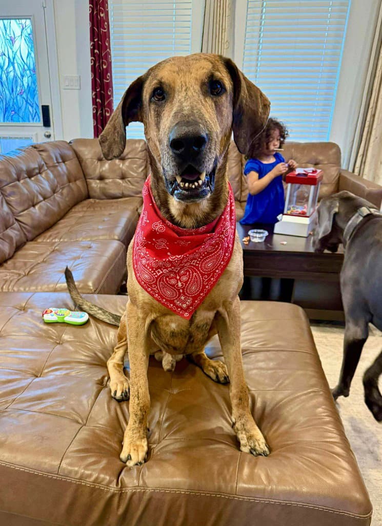 Ember - Great Dane