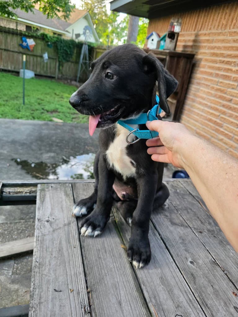 Claude Hopper - Great Dane