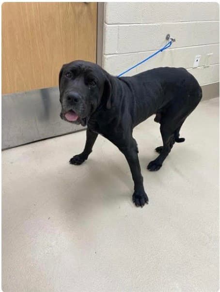 James - Great Dane