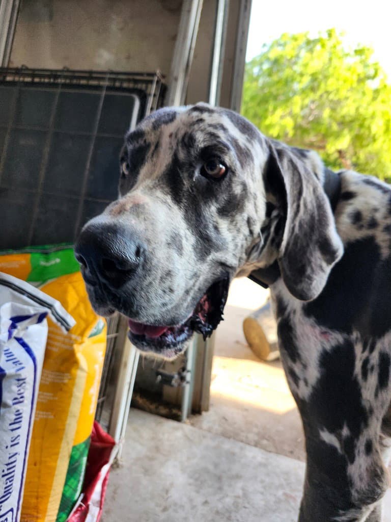 Lorenzo - Great Dane