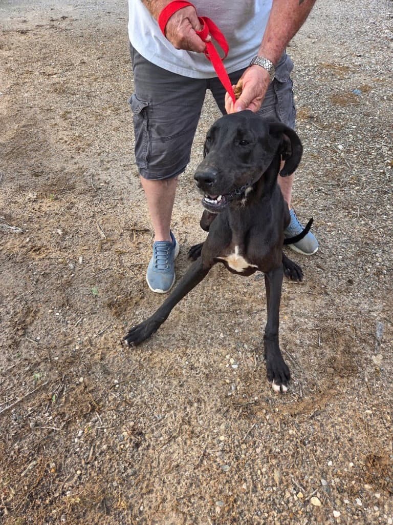 Rocky - Great Dane