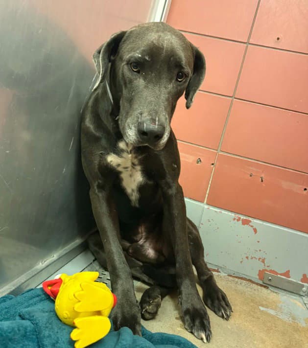 Winston - Great Dane