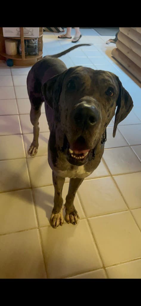 Indy - Great Dane
