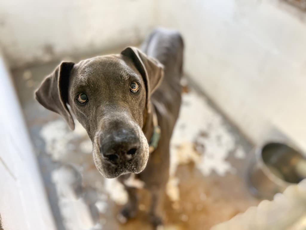 Mackenzie - Great Dane