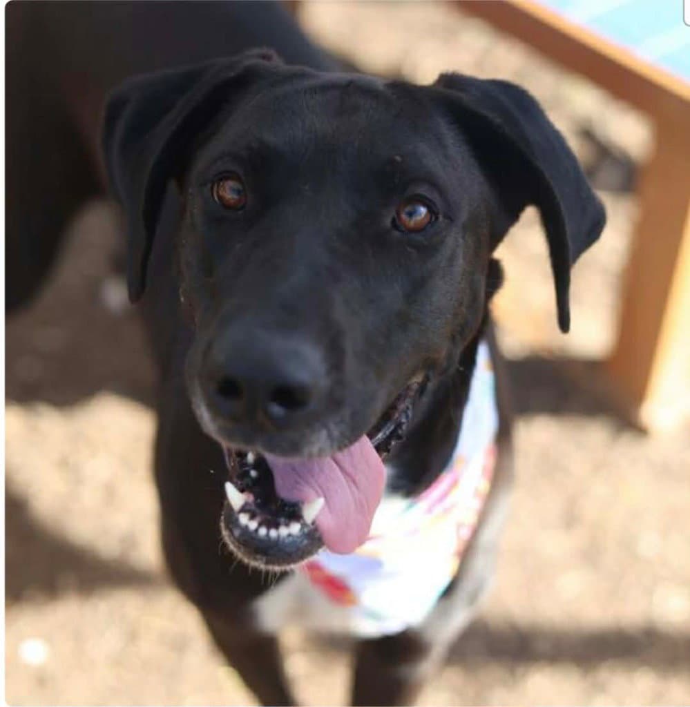 Molly - Great Dane