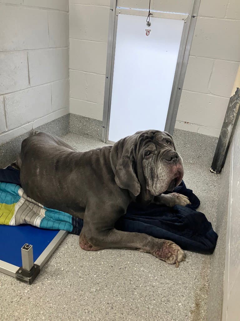 Ruby - Mastiff