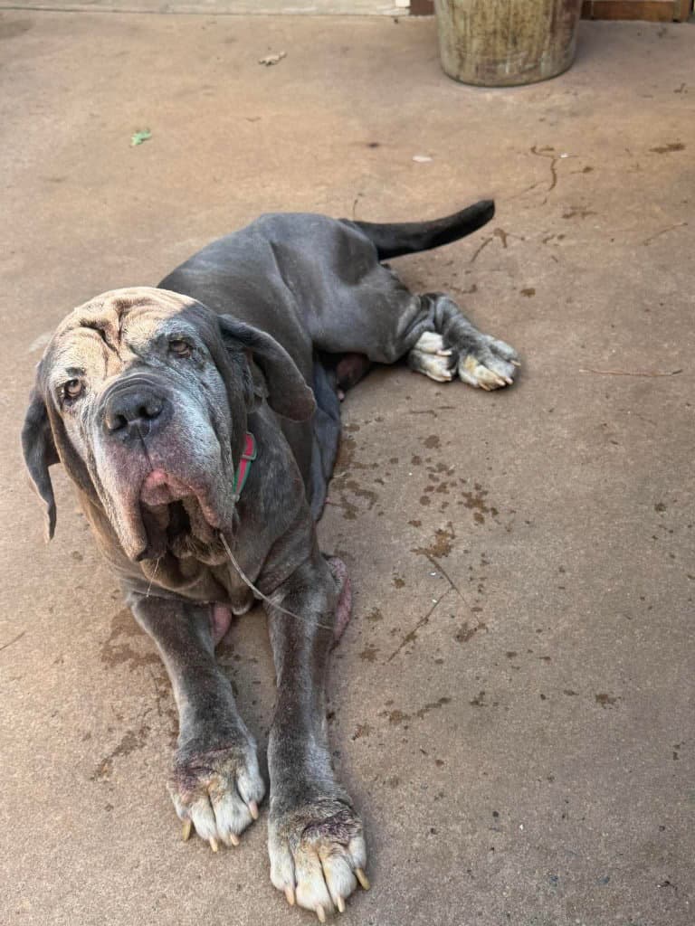 Ruby - Mastiff