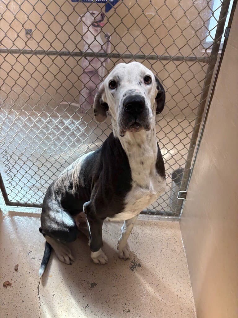 Baby Bear - Great Dane
