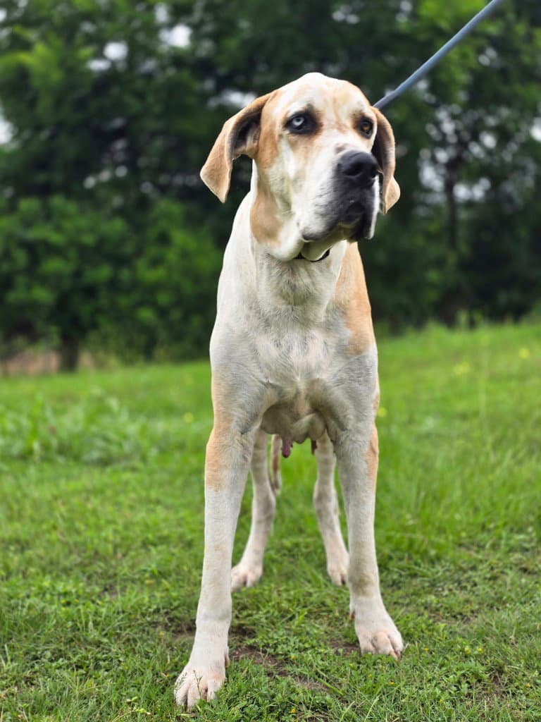 Barty - Great Dane