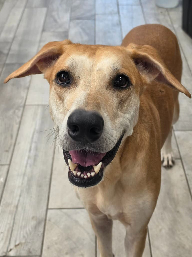 Bronti - Great Dane