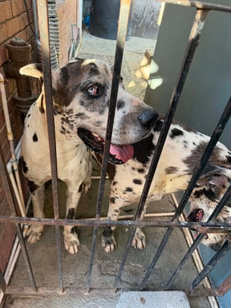 Bruno De Mexico - Great Dane