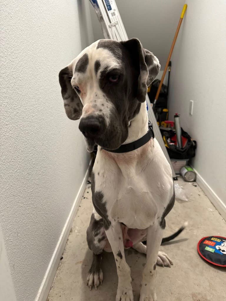 Shadow - Great Dane