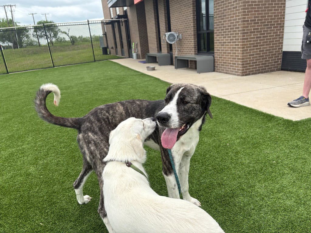 Sgt Rocky - Great Dane