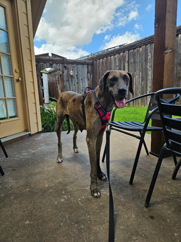 Astra - Great Dane