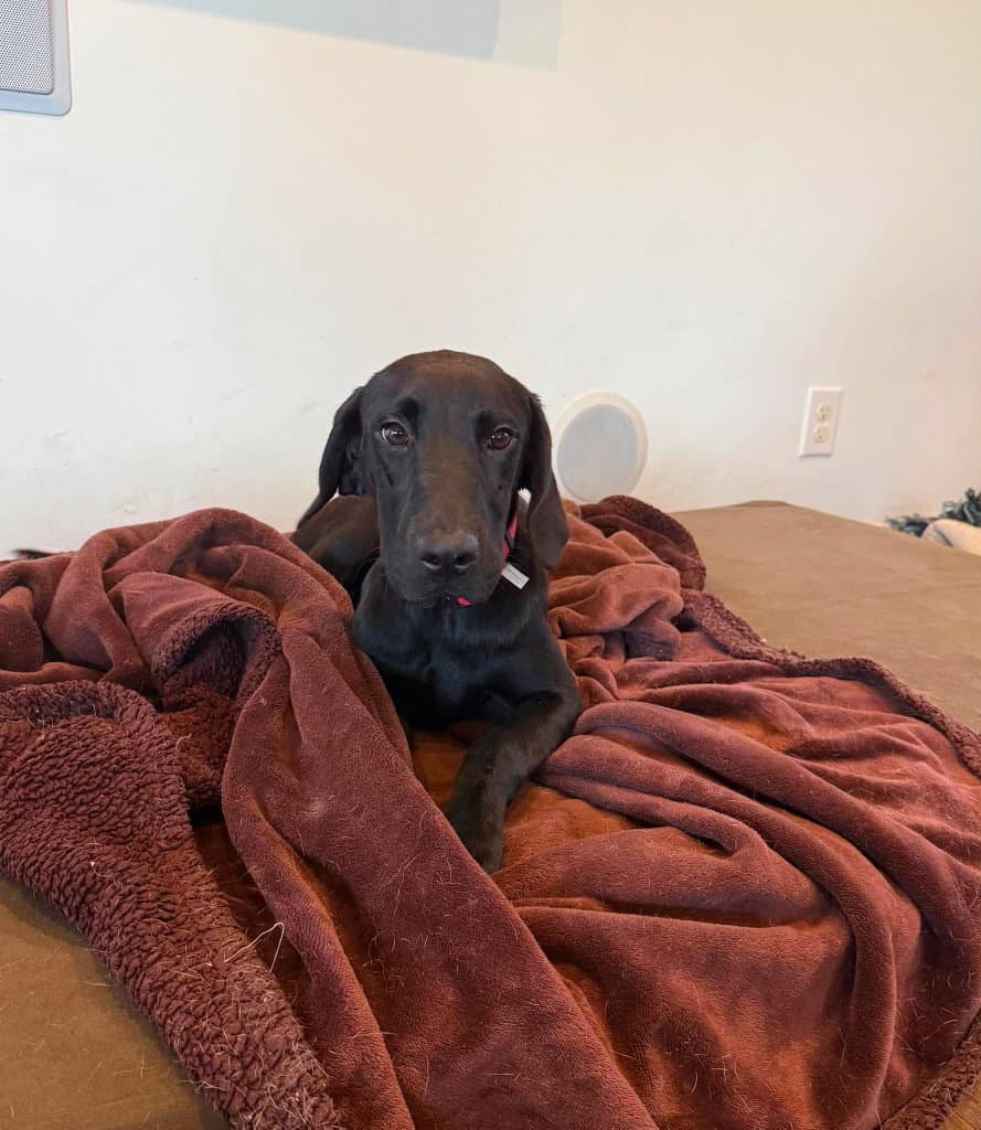 Binx - Great Dane