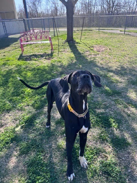 Denali - Great Dane