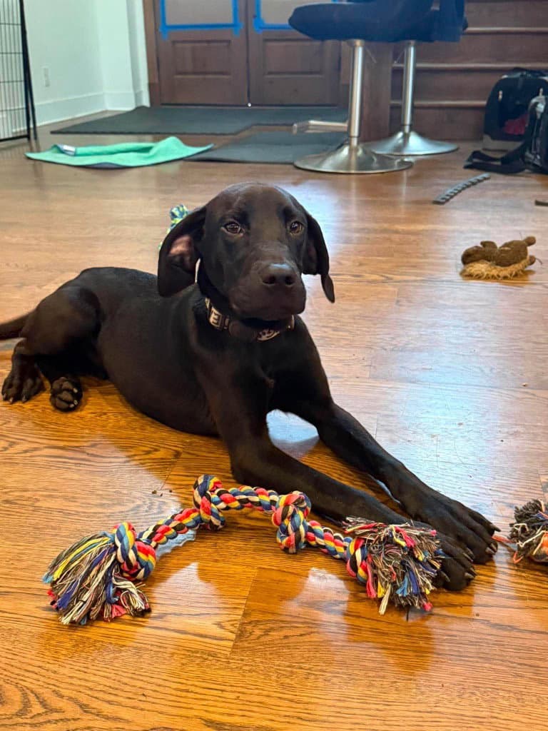 Eeyore - Great Dane