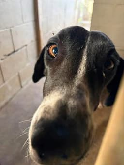 Phoebe image 1