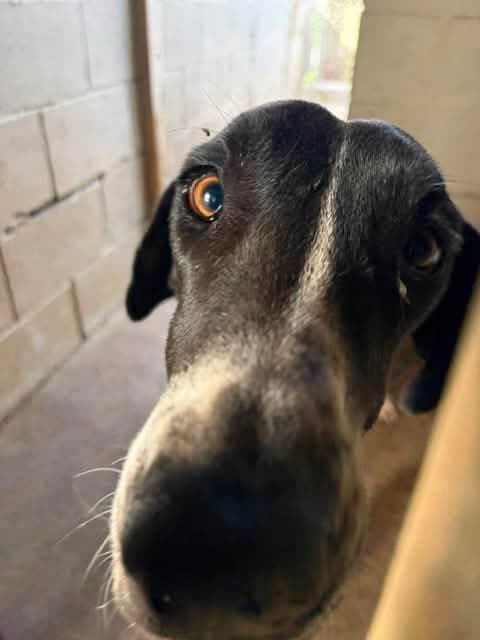 Phoebe - Great Dane