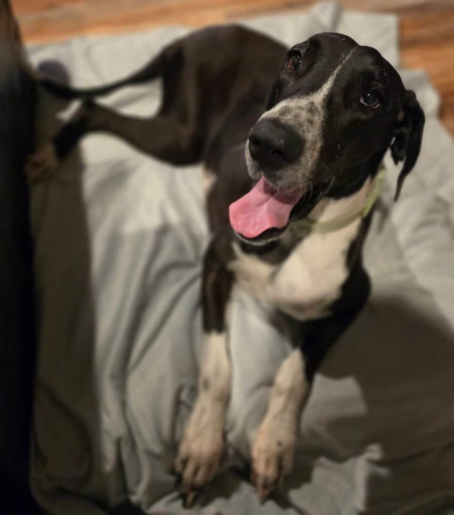 Phoebe - Great Dane