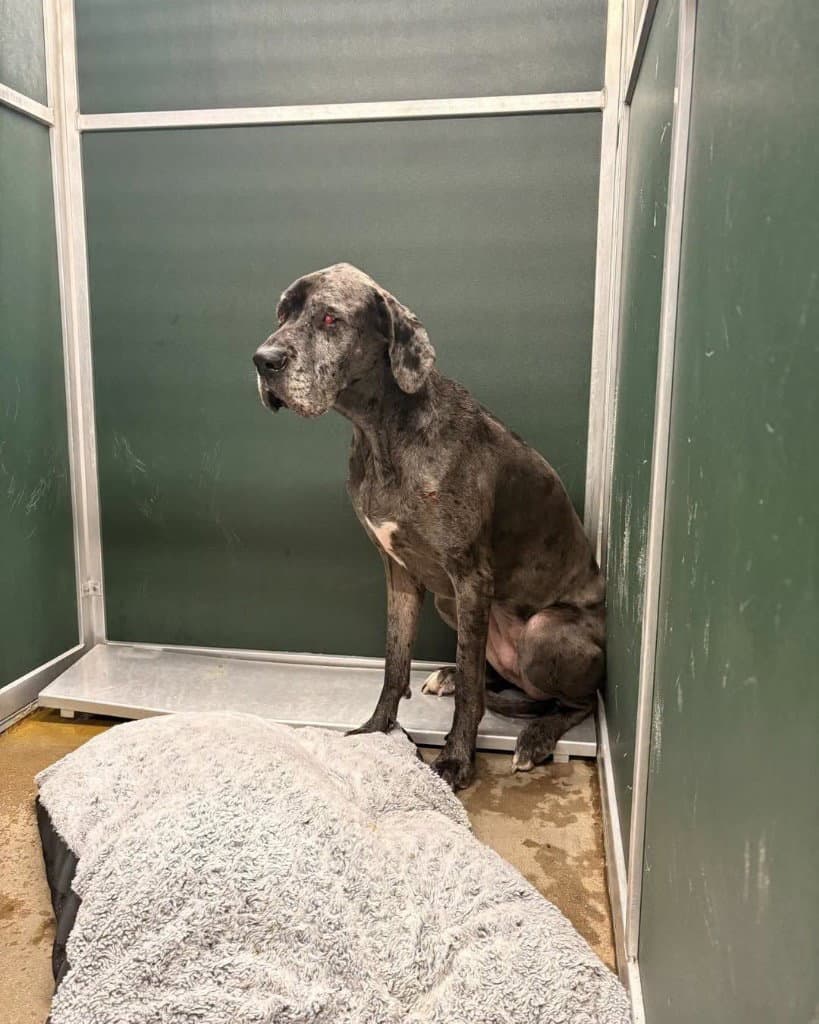 Roseanne - Great Dane