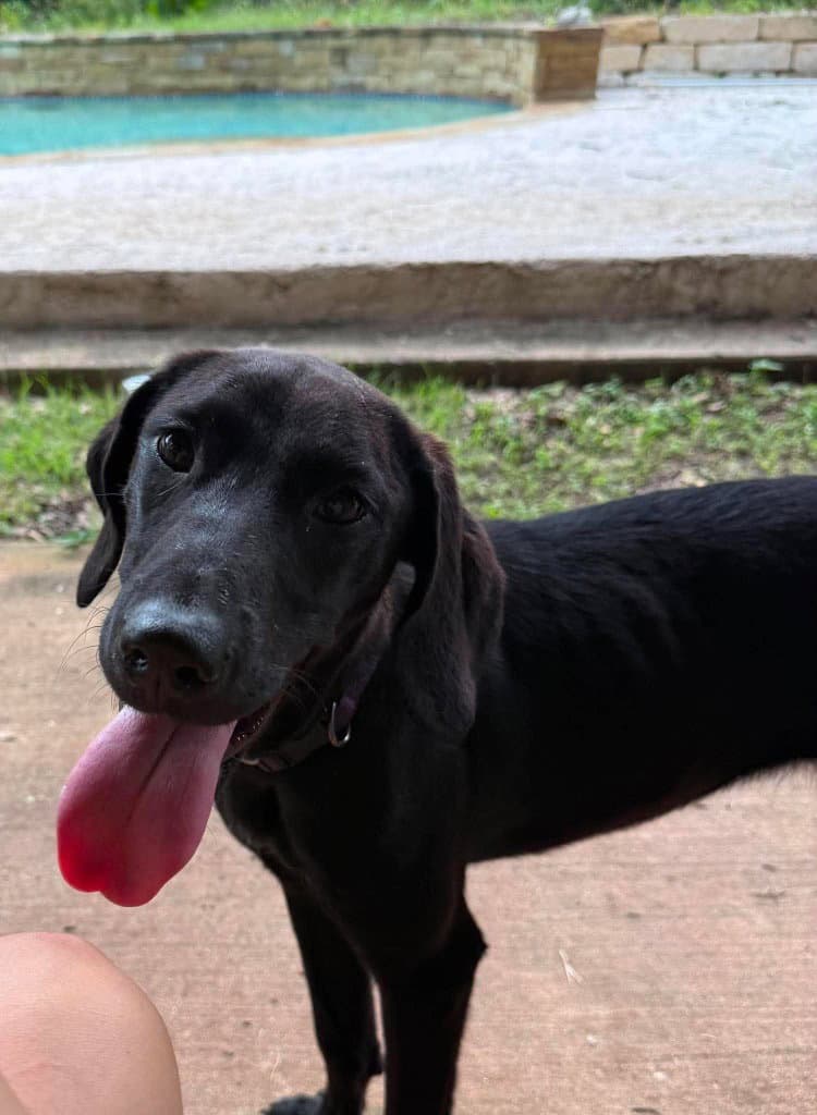 Salem - Great Dane