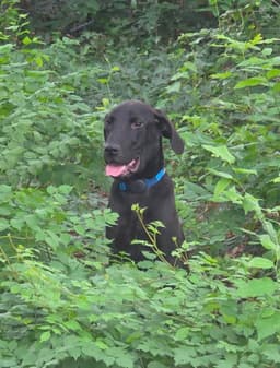 Tigger image 1