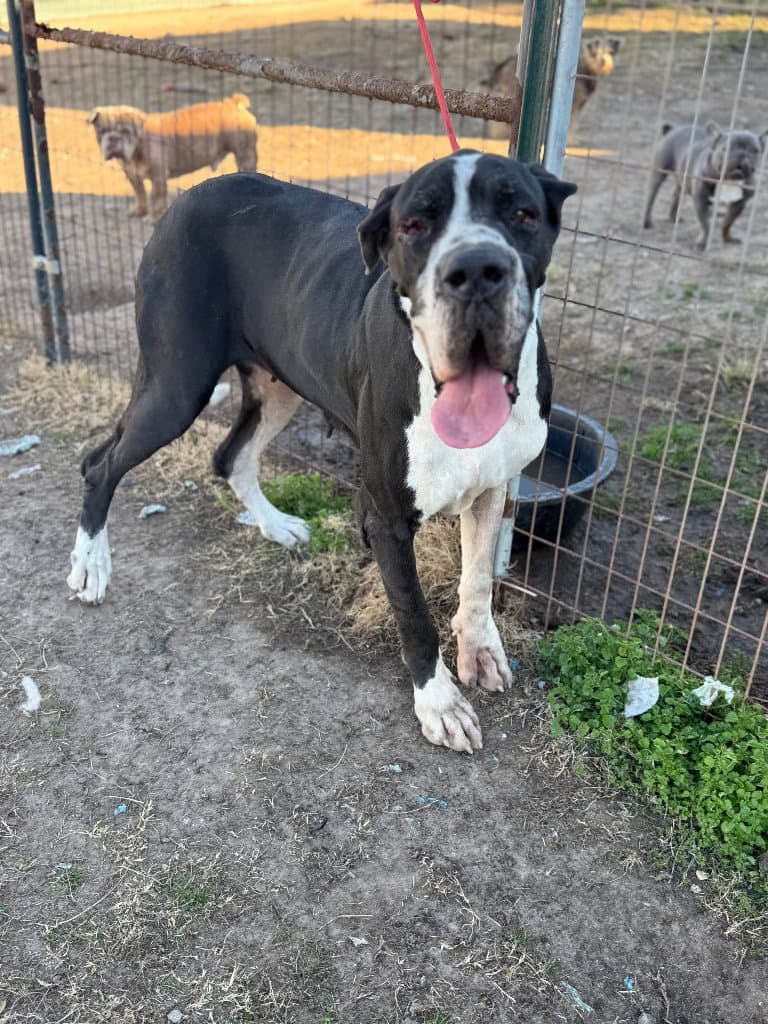 Valery - Great Dane