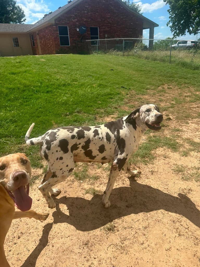 Grizelda - Great Dane