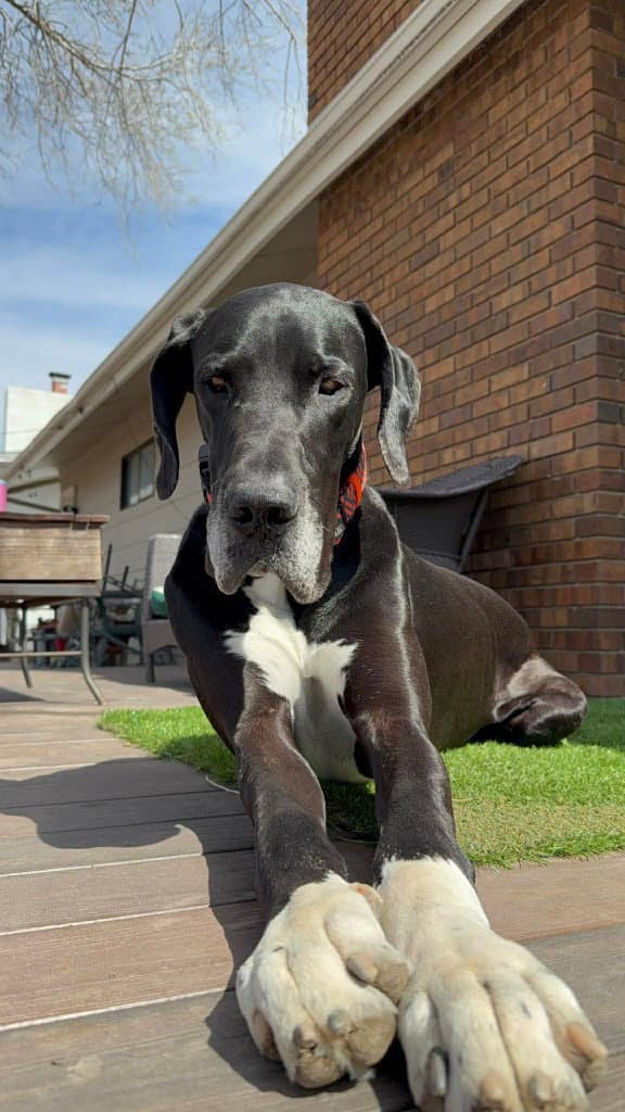 Nemo - Great Dane