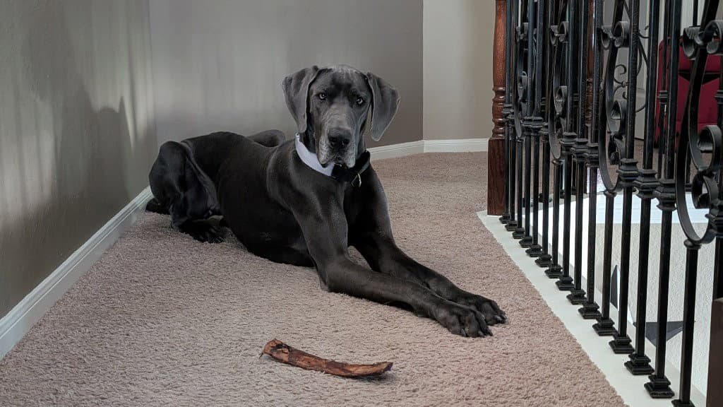 Zara - Great Dane
