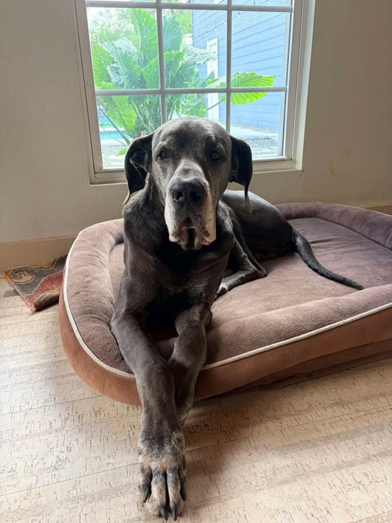 Judd - Great Dane