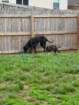 Loki image 2