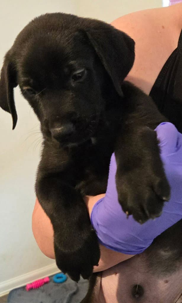 Dark Green - Great Dane