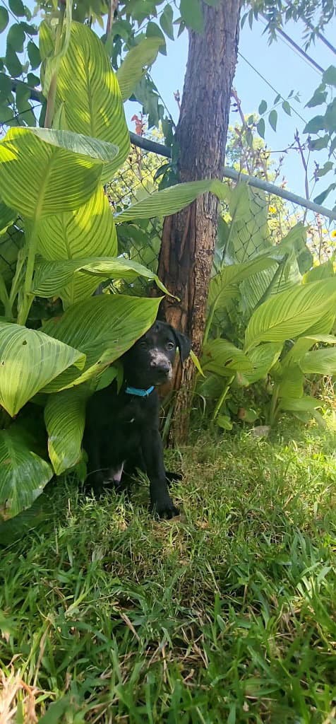 Dark Green - Great Dane