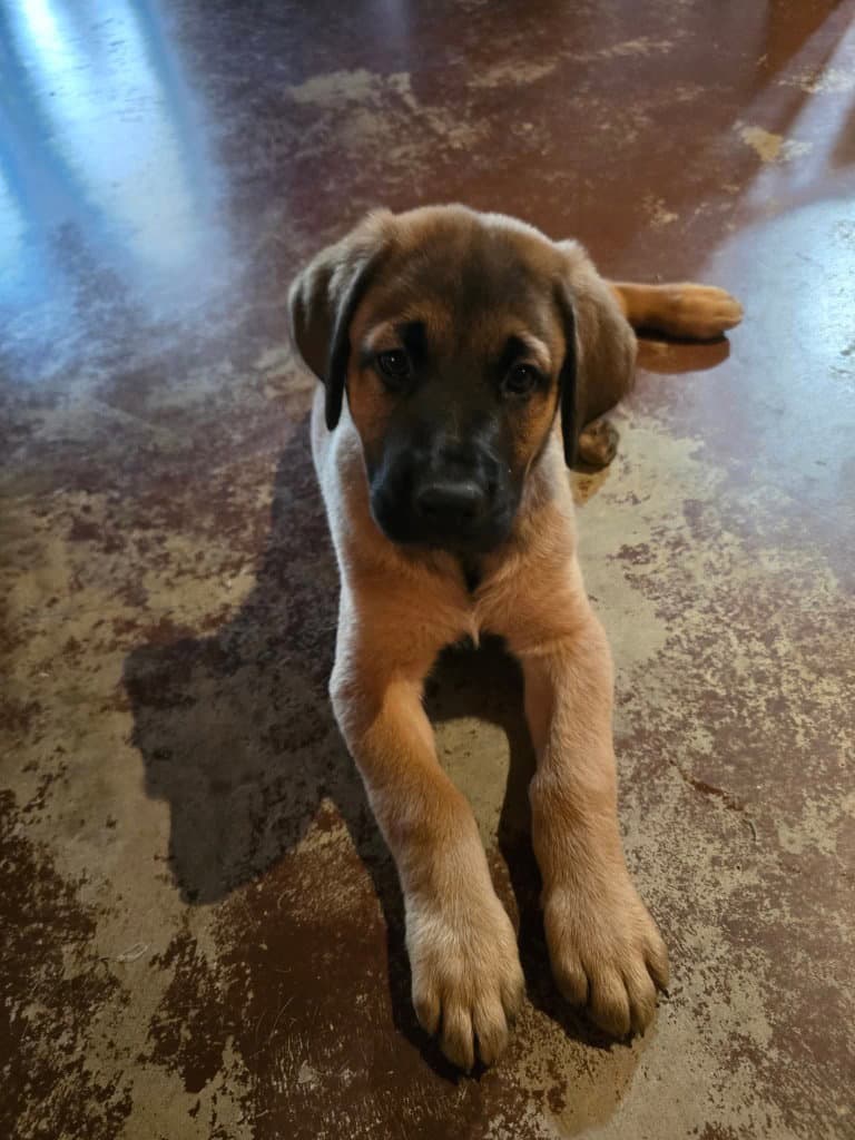 Grey - Great Dane