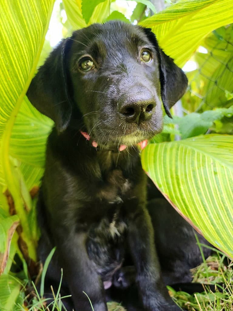 Light Green - Great Dane