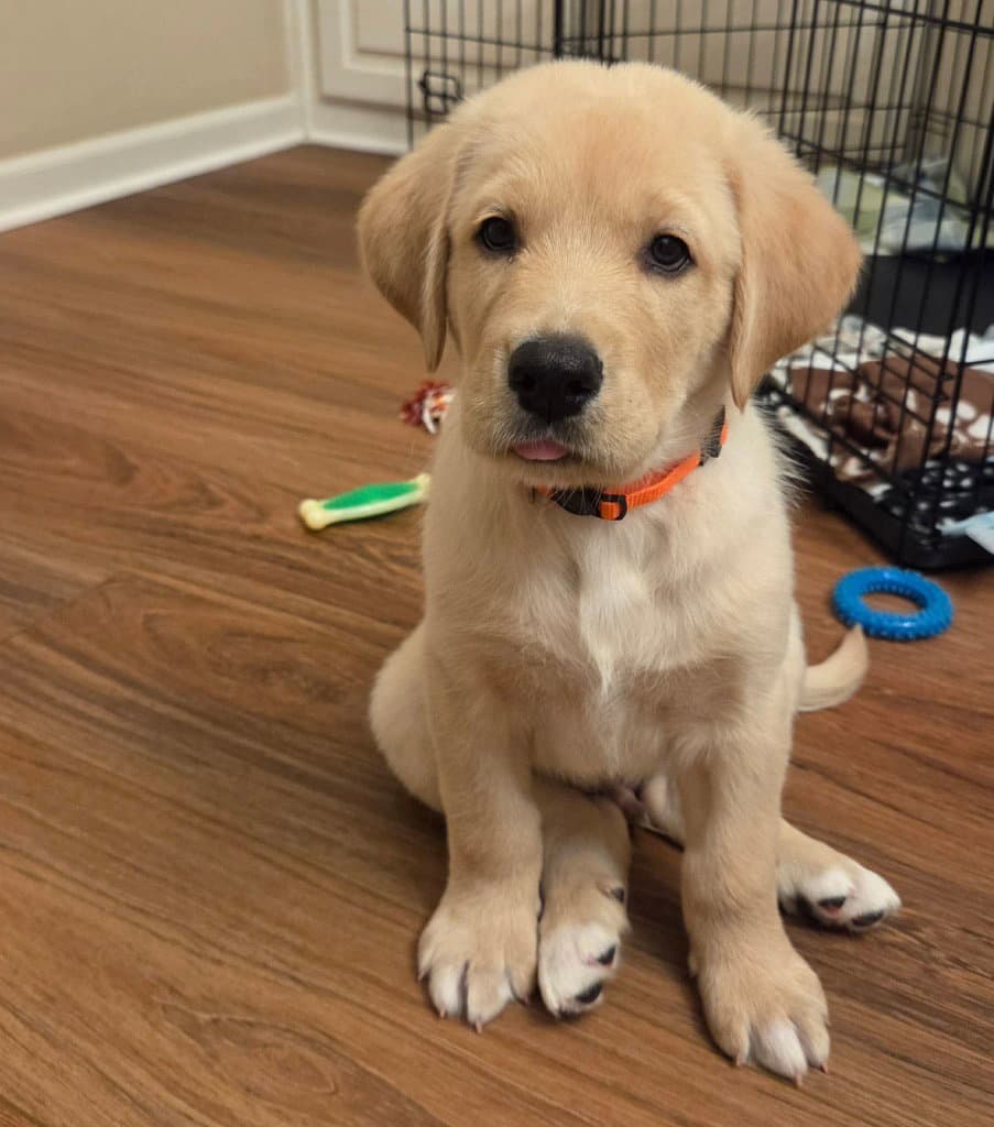 Orange - Great Dane