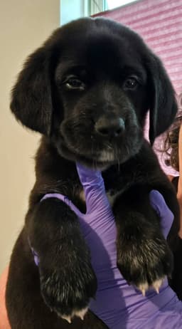 Pink image 3