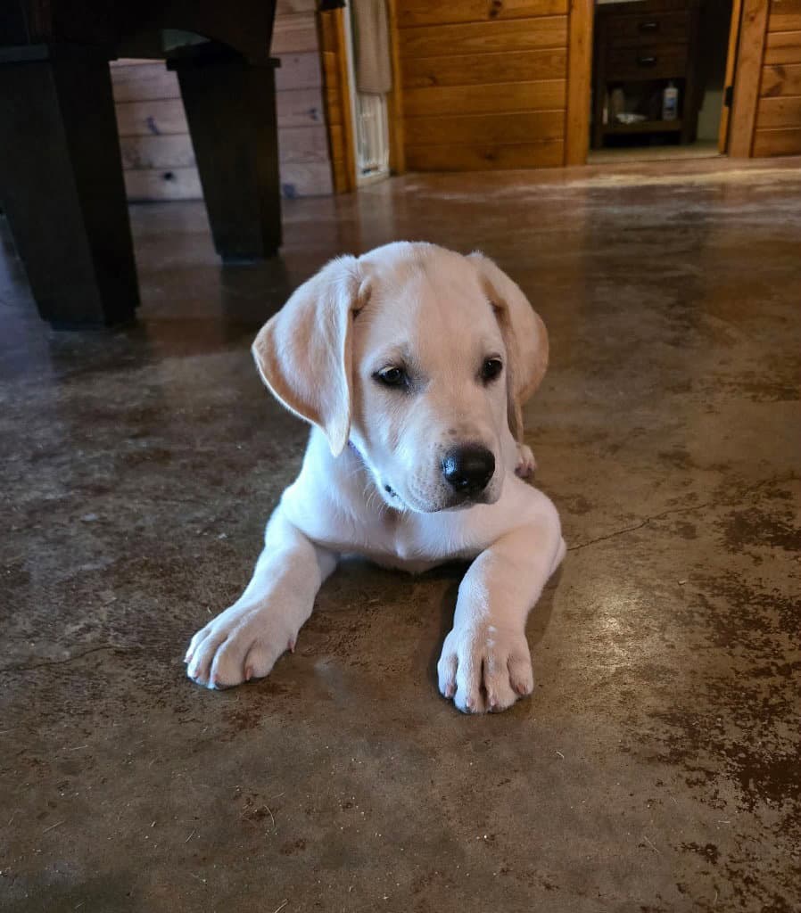 Purple - Great Dane